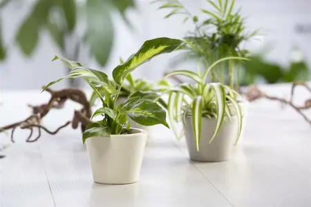 dieffenbachia - afbeelding 5