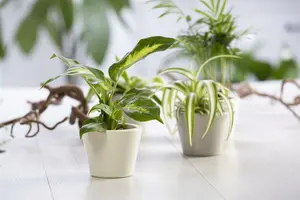 dieffenbachia - afbeelding 5