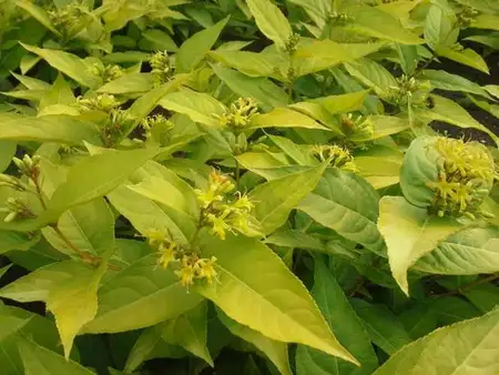 15-20 cm. P15