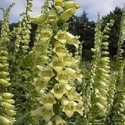 digitalis lutea