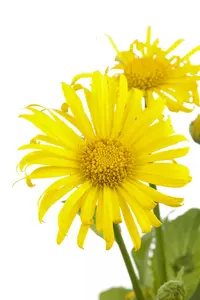 doronicum orientale - afbeelding 1