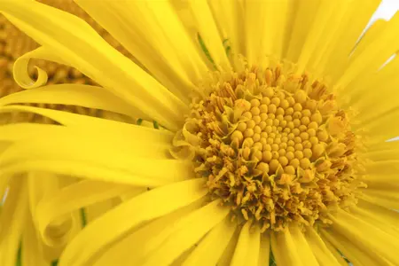 doronicum orientale - afbeelding 2