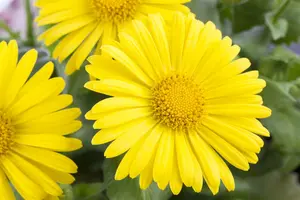 doronicum orientale - afbeelding 5