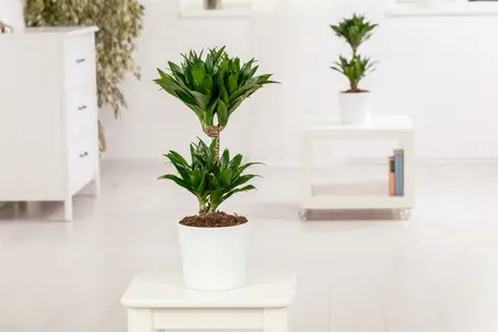 60/80 - afbeelding 3