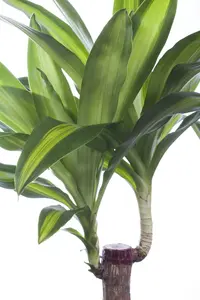 dracaena fragrans massangeana