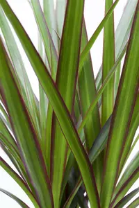 dracaena marginata - afbeelding 5