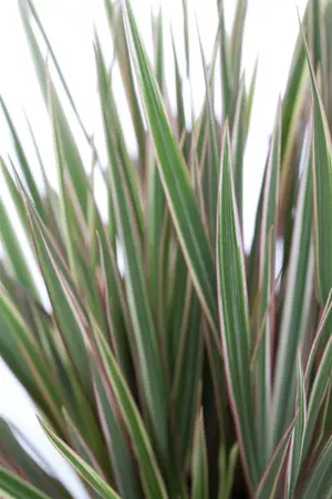 klein - afbeelding 1