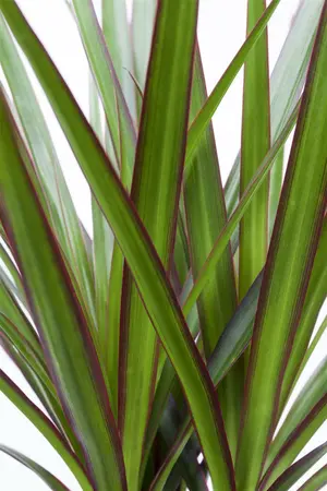 4 - afbeelding 5
