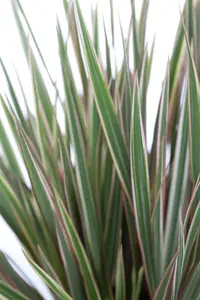 dracaena marginata