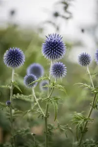 echinops ritro