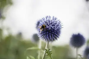 pot 9 cm - afbeelding 3