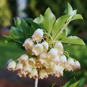 enkianthus camp. prettycoat 40-50 cm. c4