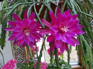 epiphylium