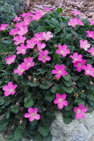 erodium var.  bishops form 