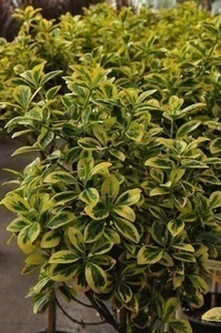 euonymus jap.eegantissima