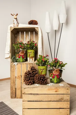 euphorbia millie - afbeelding 1