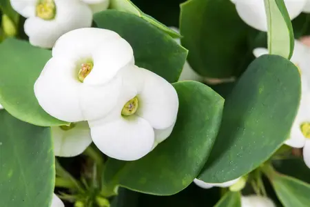 euphorbia millie - afbeelding 3