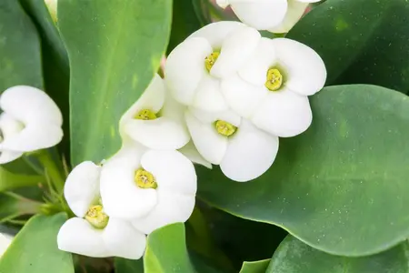 euphorbia millie - afbeelding 4