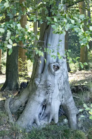 fagus sylvatica - afbeelding 4