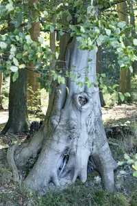 fagus sylvatica - afbeelding 4