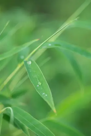 35-40 cm. P15 - afbeelding 4