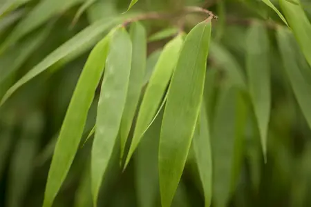 35-40 cm. P15 - afbeelding 1