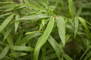 35-40 cm. P15 - afbeelding 2