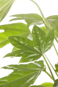 fatsia japonica - afbeelding 2