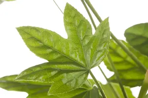 fatsia japonica - afbeelding 1