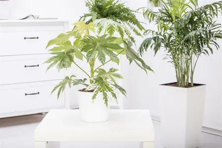 fatsia japonica - afbeelding 5