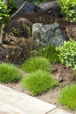 festuca gautieri - afbeelding 3