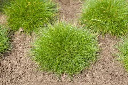festuca gautieri - afbeelding 1