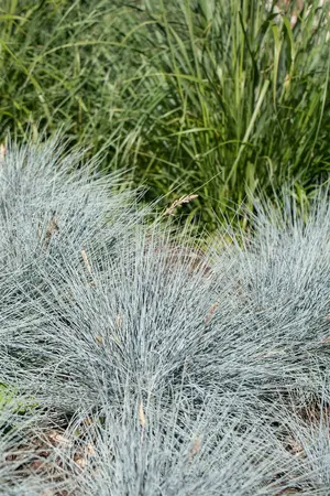 festuca  glauca  elijah blue 