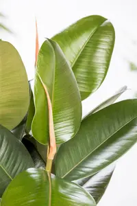 ficus elastica robusta - afbeelding 3