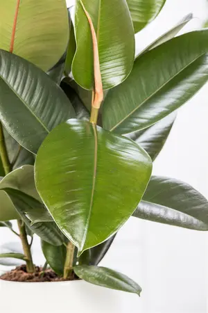ficus elastica robusta - afbeelding 2
