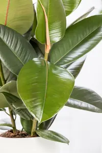ficus elastica robusta - afbeelding 2