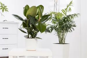 ficus elastica robusta - afbeelding 4