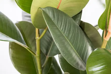 ficus elastica robusta - afbeelding 5