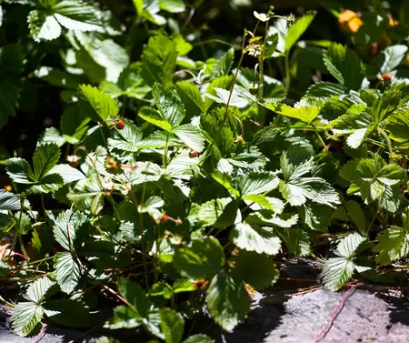 fragaria vesca - afbeelding 2