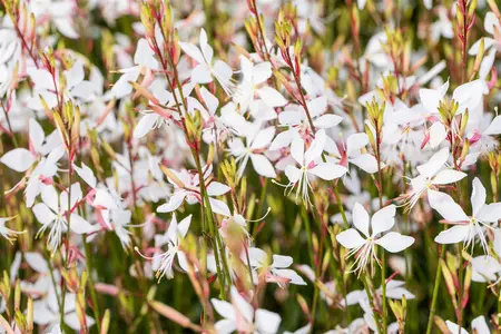 gaura lindh.  whirling butterflies  - afbeelding 1