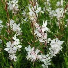 gaura lindh.  whirling butterflies