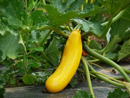 gele courgette