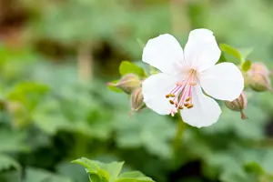 geranium cantabrig.  biokovo  - afbeelding 3