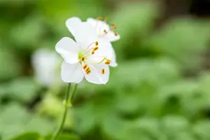 geranium cantabrig.  biokovo  - afbeelding 4