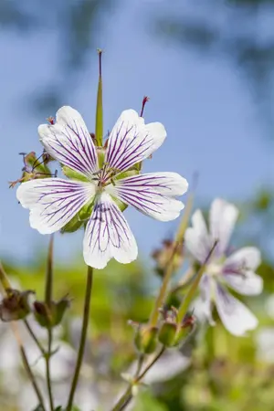 geranium renardii - afbeelding 3
