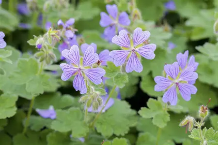 geranium renardii - afbeelding 2