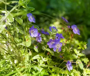 pot9cm - afbeelding 1