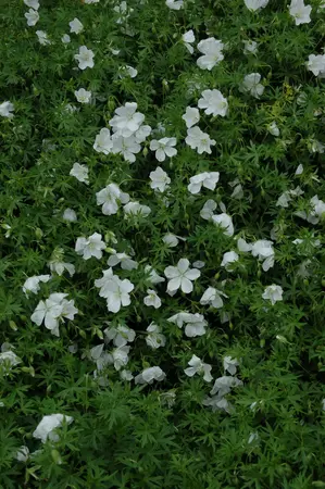 geranium sang.  album  - afbeelding 2