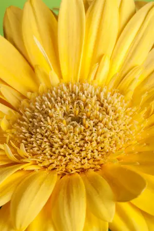 gerbera - afbeelding 1