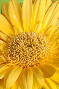 gerbera - afbeelding 1
